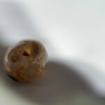 S__2834436_0