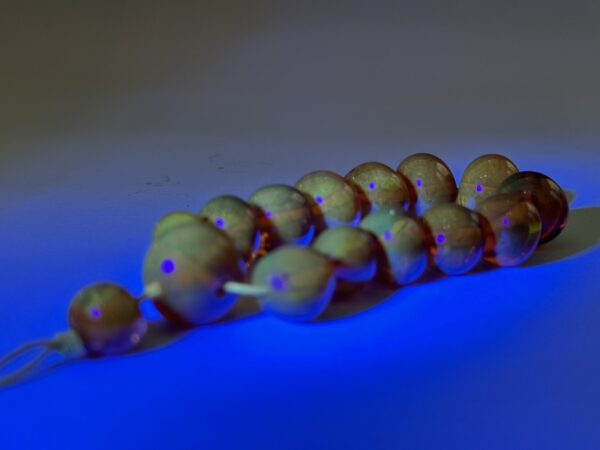 S__5284220_0