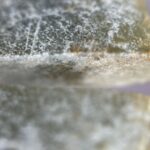 S__4309125_0