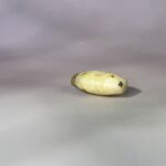 S__5308583_0